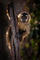 038 Noord Pantanal, azaras kapucijnaap